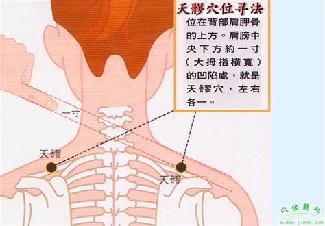 天竅穴位置|天髎穴的准确位置图和作用